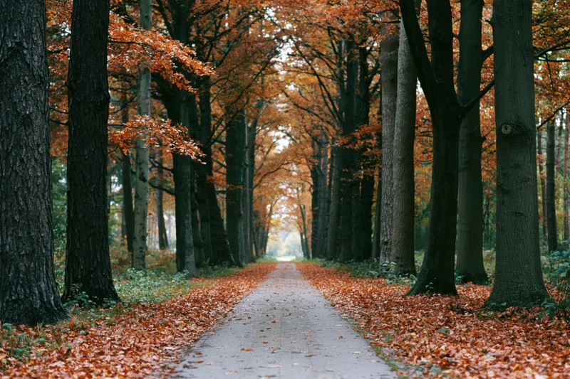 Paved path lined with autumn trees and fallen leaves in a forest