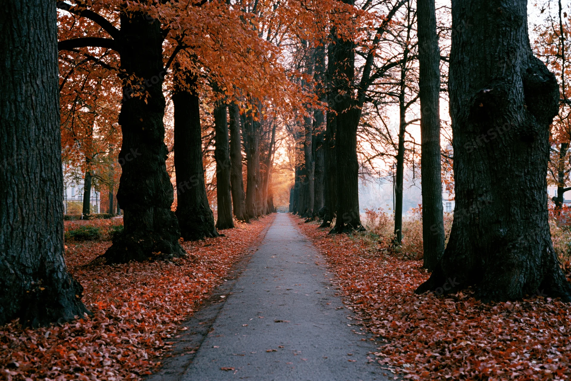 Paved path lined with autumn trees stretching into the distance through a leaf-covered alley