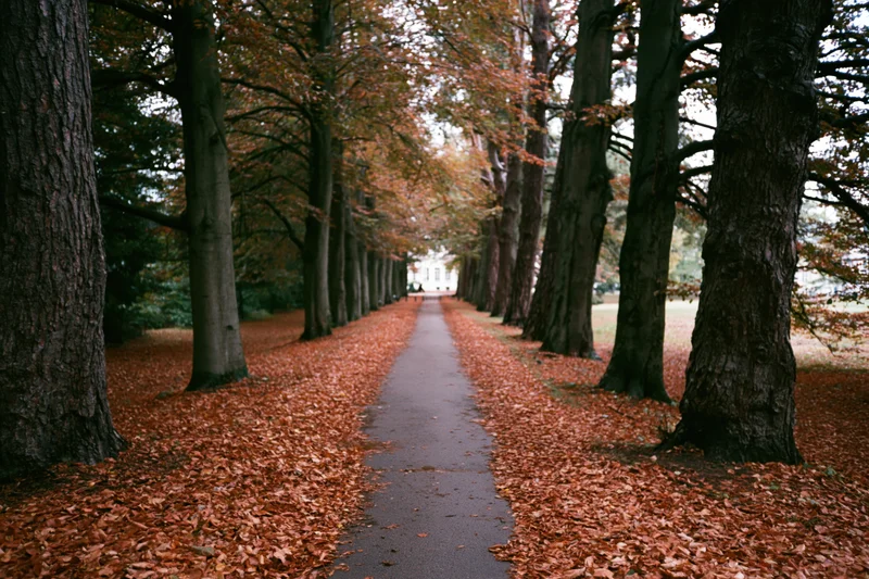 Narrow paved path lined with trees and covered in fallen autumn leaves leading into a park setting