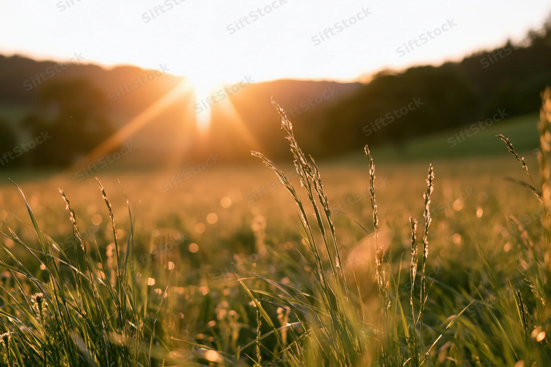 Tall wild grass in a sunlit meadow at sunset with blurred background and copyspace