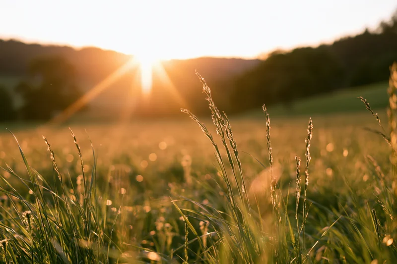 Tall wild grass in a sunlit meadow at sunset with blurred background and copyspace