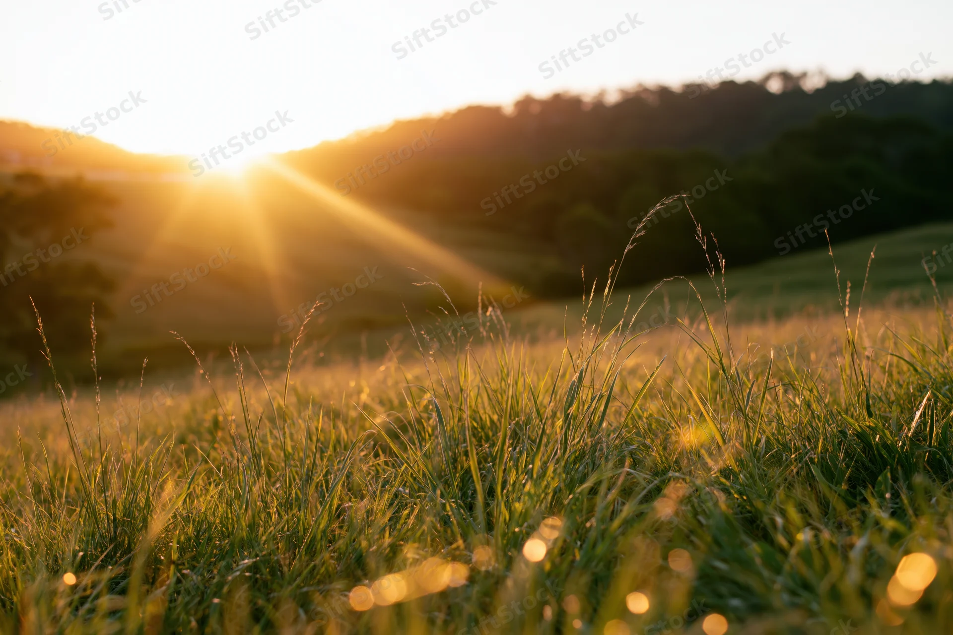 Tall wild grass in a sunlit meadow at sunrise with hills in the distance