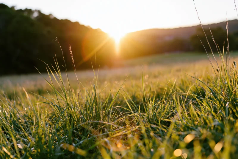 Tall wild grass in a sunlit meadow at sunrise