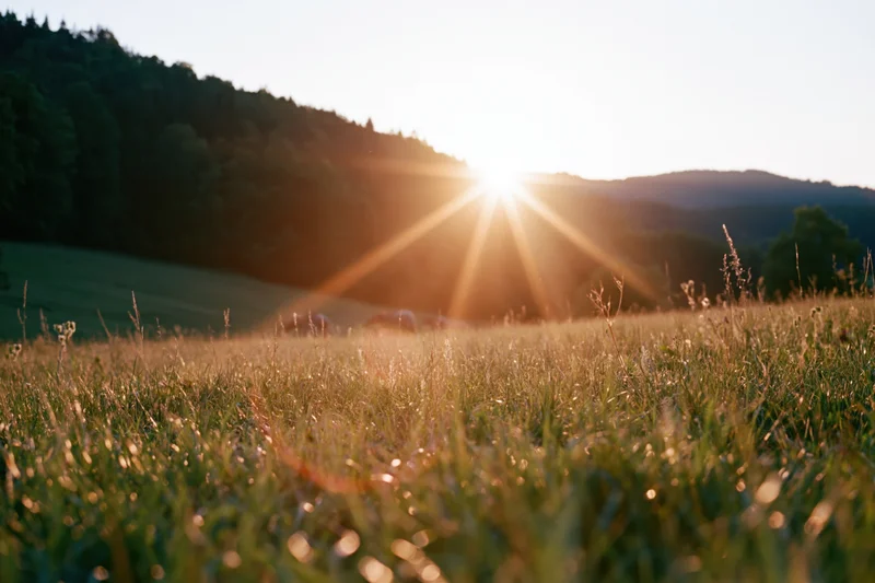 Tall wild grass in a sunlit meadow at sunrise with hills and forest in the distance
