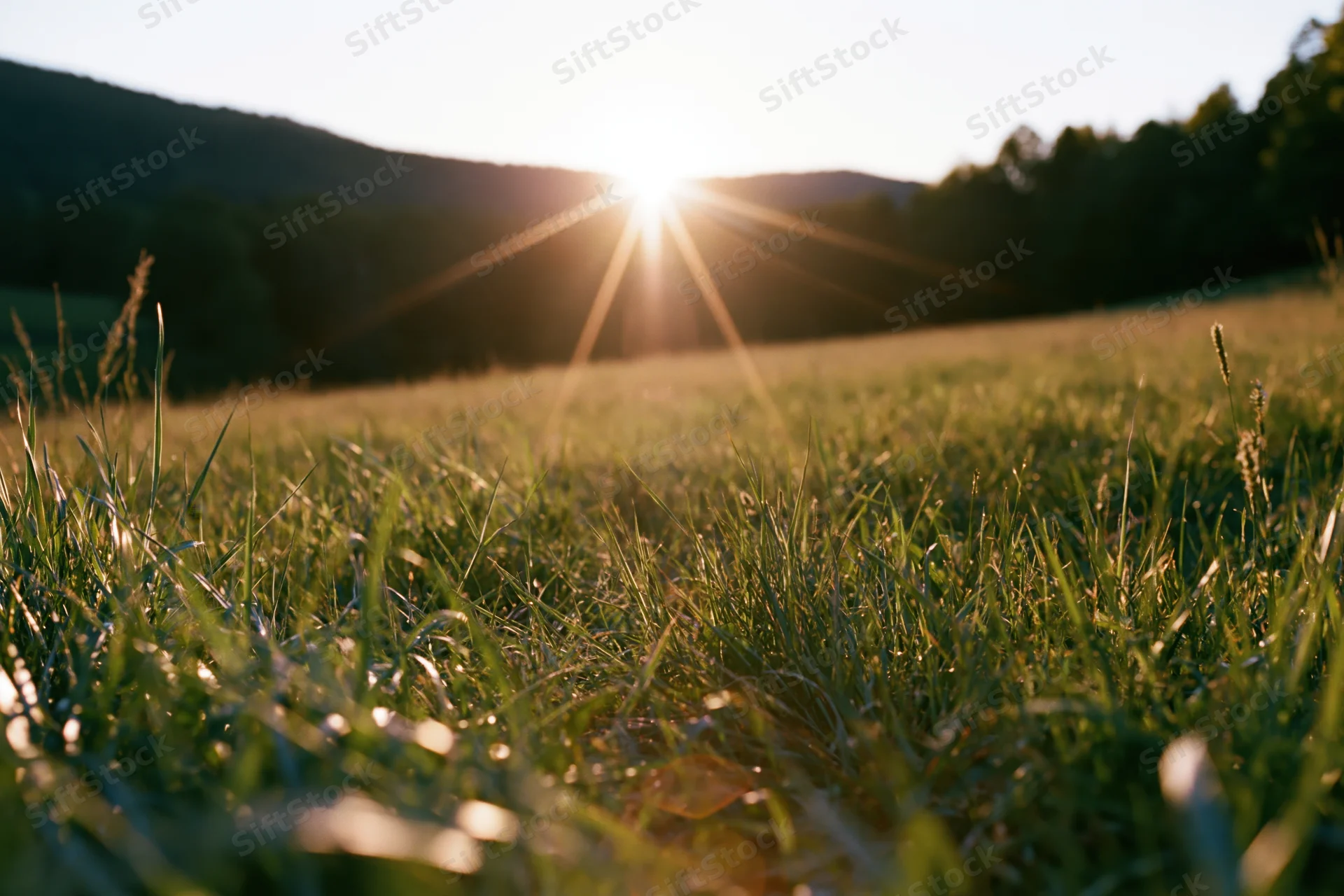 Tall wild grass in a sunlit meadow at sunrise with hills in the background