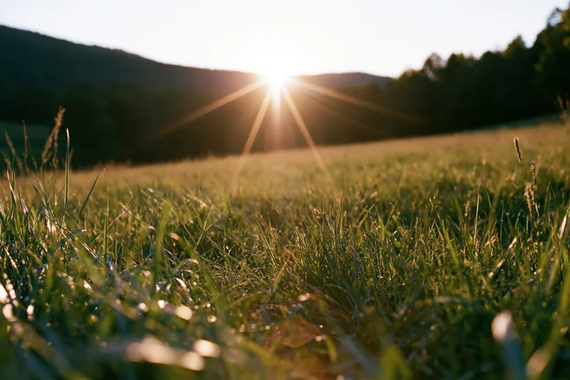 Tall wild grass in a sunlit meadow at sunrise with hills in the background
