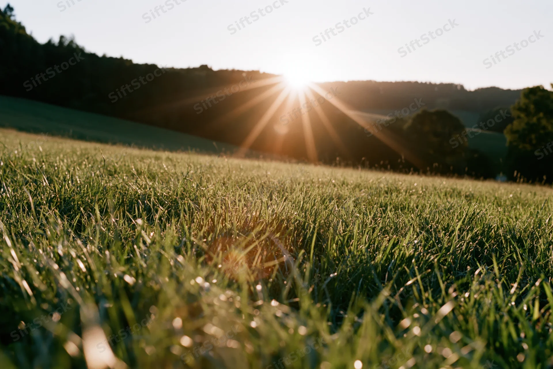 Tall wild grass in a sunlit meadow at sunrise with distant trees and hills in the background