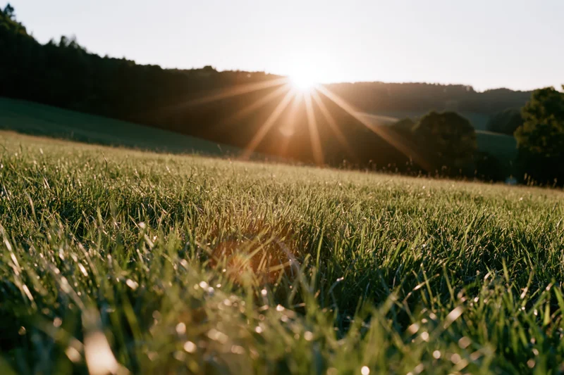 Tall wild grass in a sunlit meadow at sunrise with distant trees and hills in the background