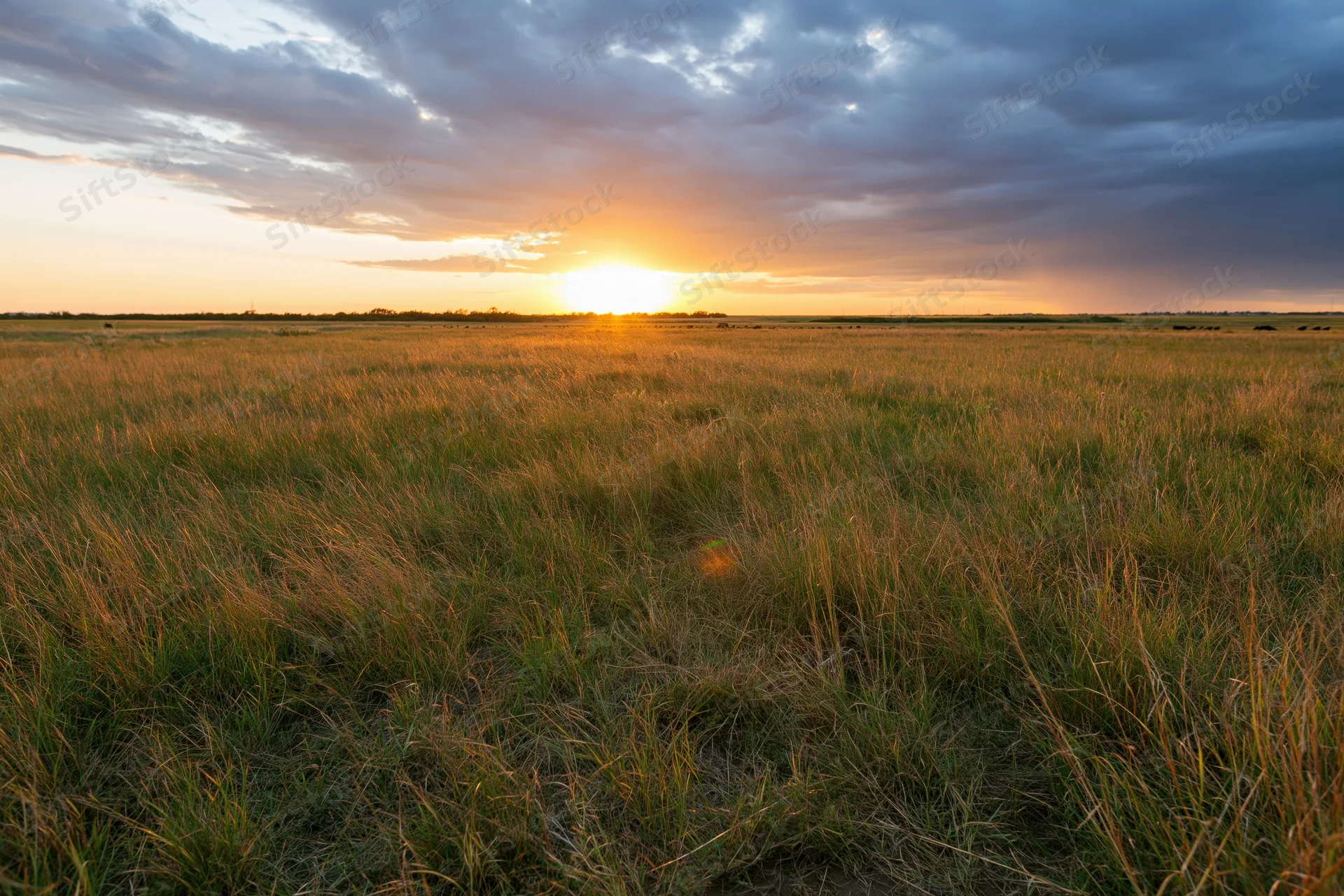 Tall wild grass in an open meadow at sunset with a cloudy sky and golden light stretching to the horizon