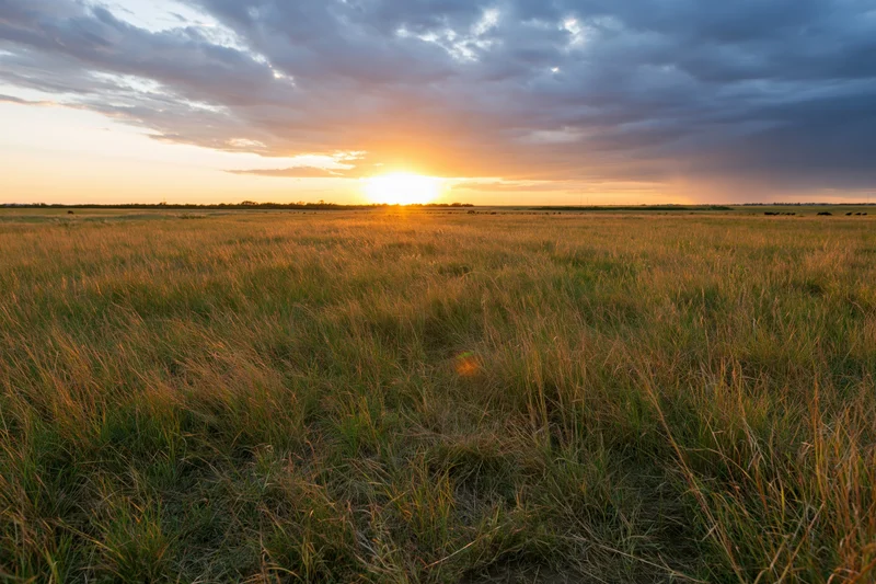 Tall wild grass in an open meadow at sunset with a cloudy sky and golden light stretching to the horizon