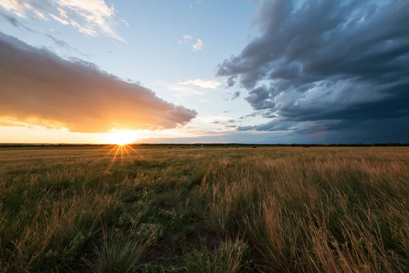 Tall wild grass in an open meadow at sunset with storm clouds on the horizon