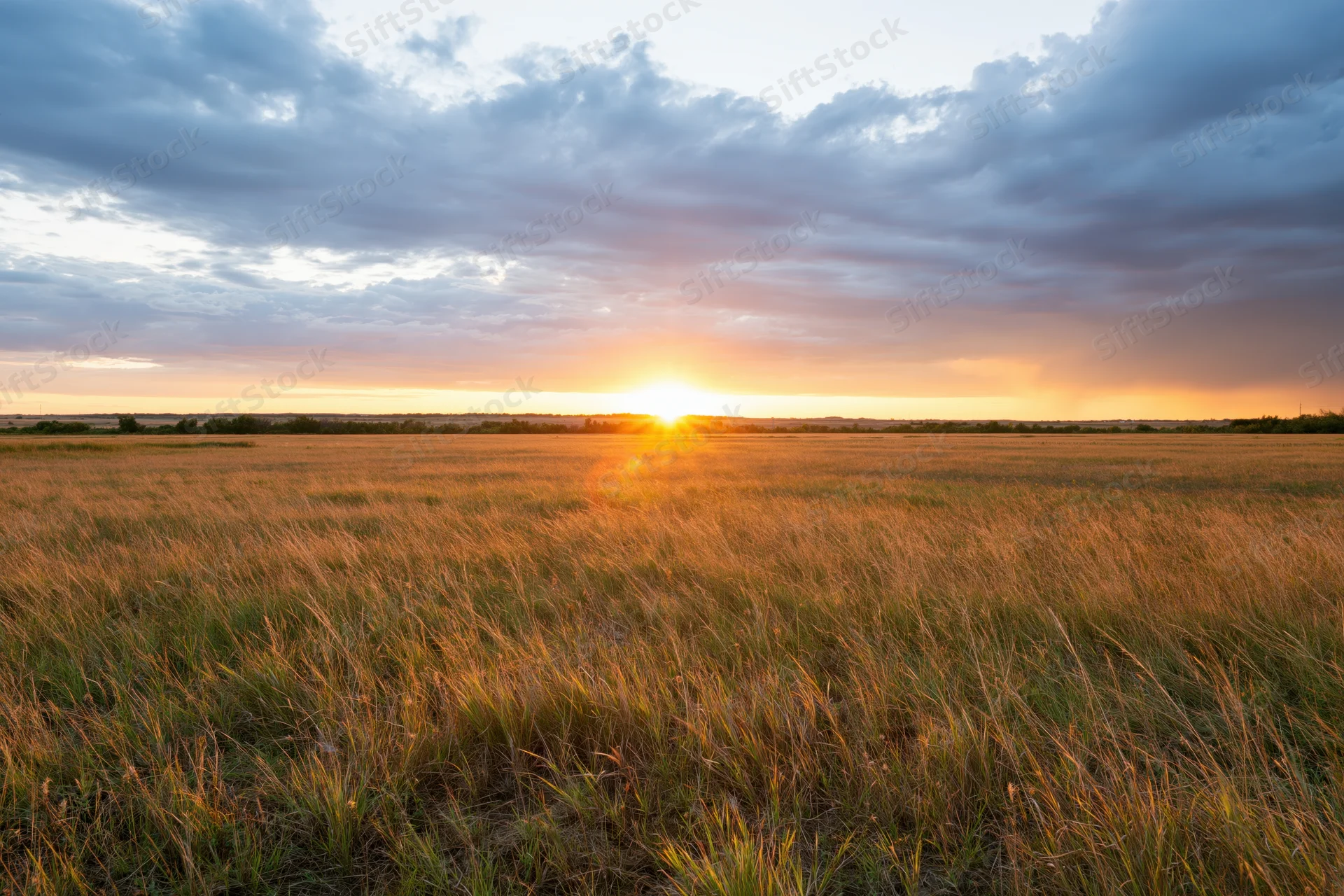 Tall wild grass in an open meadow at sunset with golden light and cloudy sky