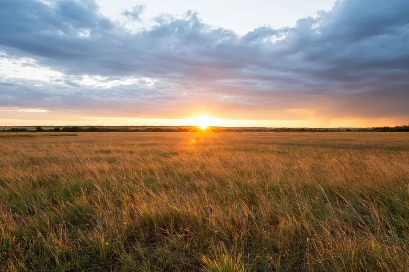 Tall wild grass in an open meadow at sunset with golden light and cloudy sky