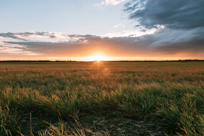 Tall wild grass in an open meadow at sunset with a distant horizon and cloudy sky