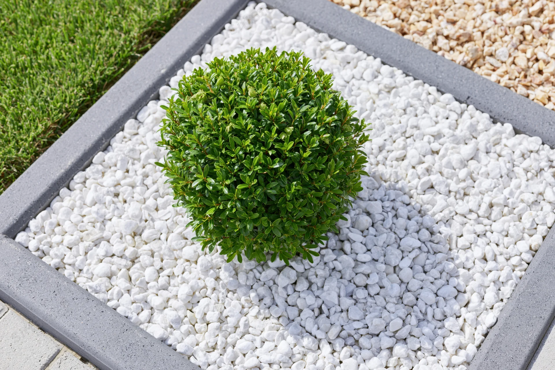 Round trimmed dwarf shrub in white pebble garden bed bordered by concrete frame