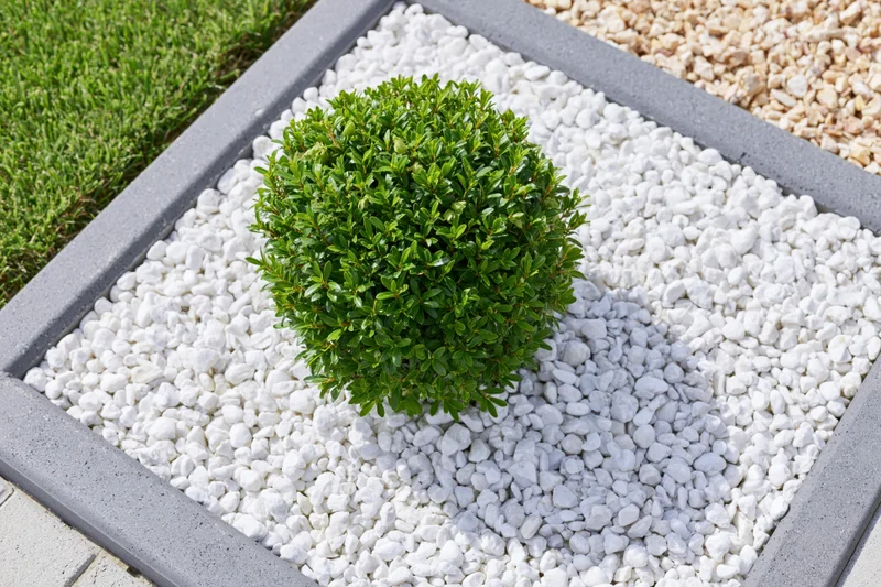Round trimmed dwarf shrub in white pebble garden bed bordered by concrete frame