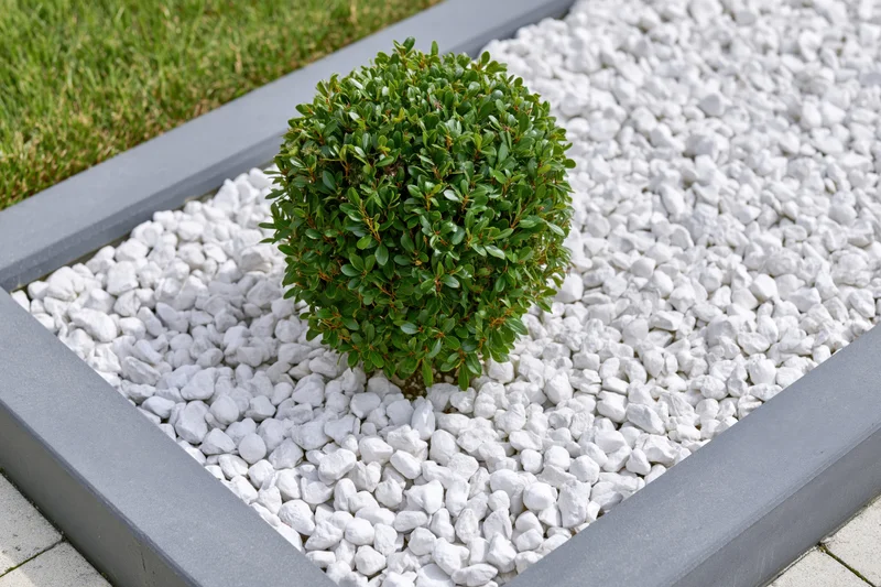 Neatly trimmed round dwarf shrub in white gravel within gray concrete border