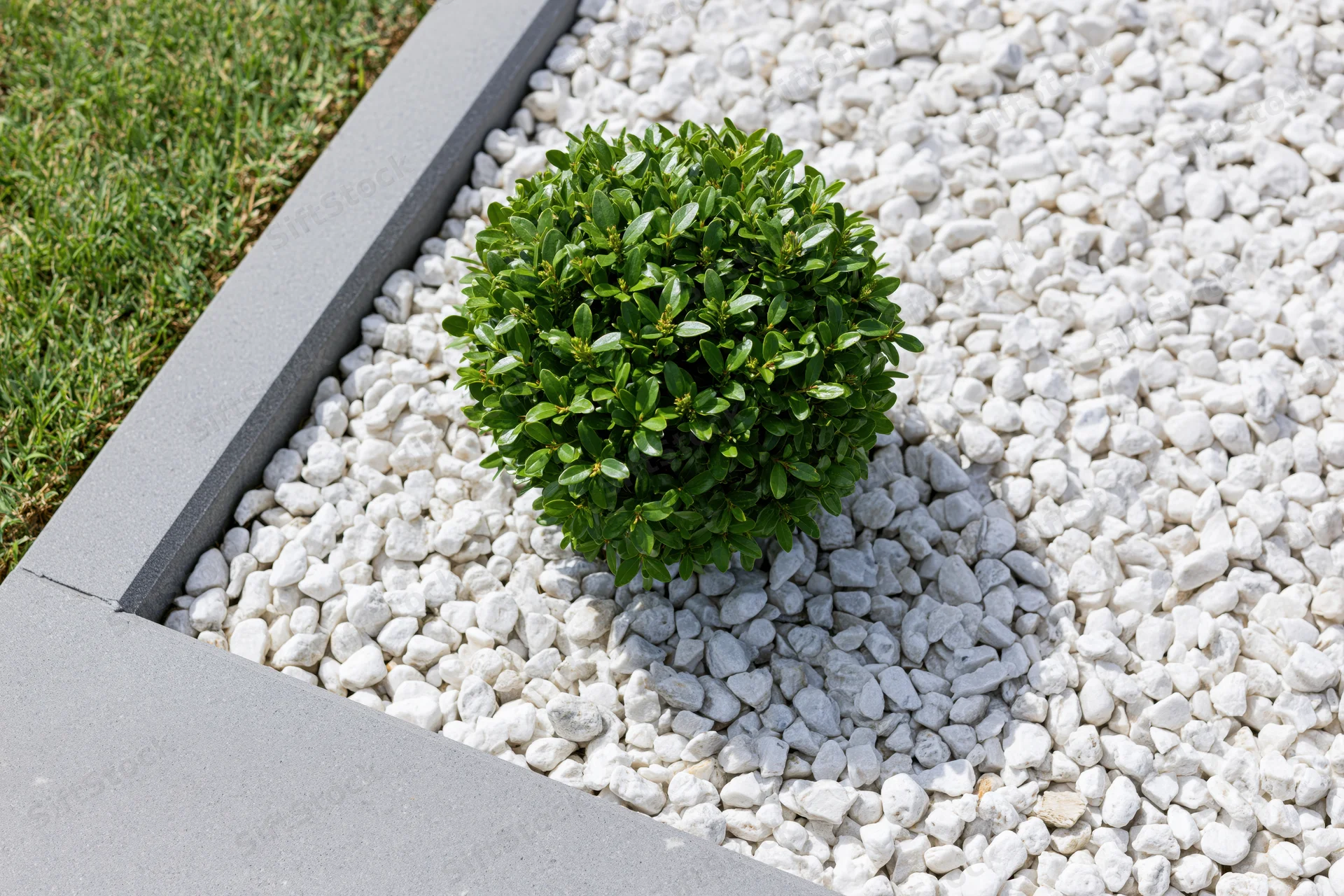 Neatly trimmed round dwarf shrub in white gravel garden bed bordered by concrete edging