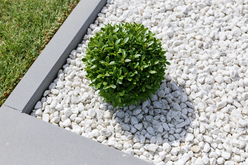 Neatly trimmed round dwarf shrub in white gravel garden bed bordered by concrete edging