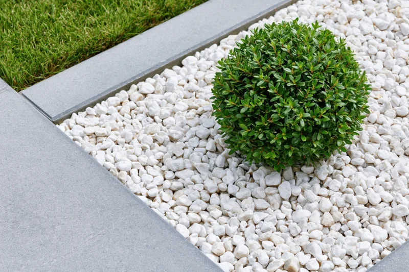 Round trimmed dwarf shrub in white gravel garden bed bordered by concrete edging