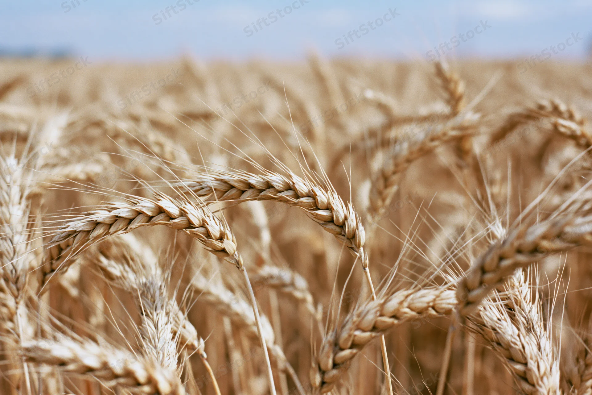 Ripe wheat stalks with golden heads filling the frame in a field