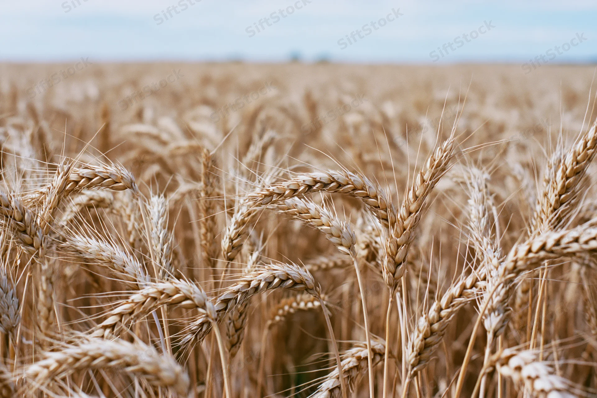 Ripe wheat stalks with golden heads filling the frame in a field