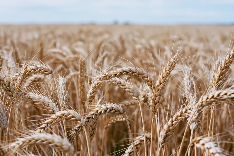 Ripe wheat stalks with golden heads filling the frame in a field