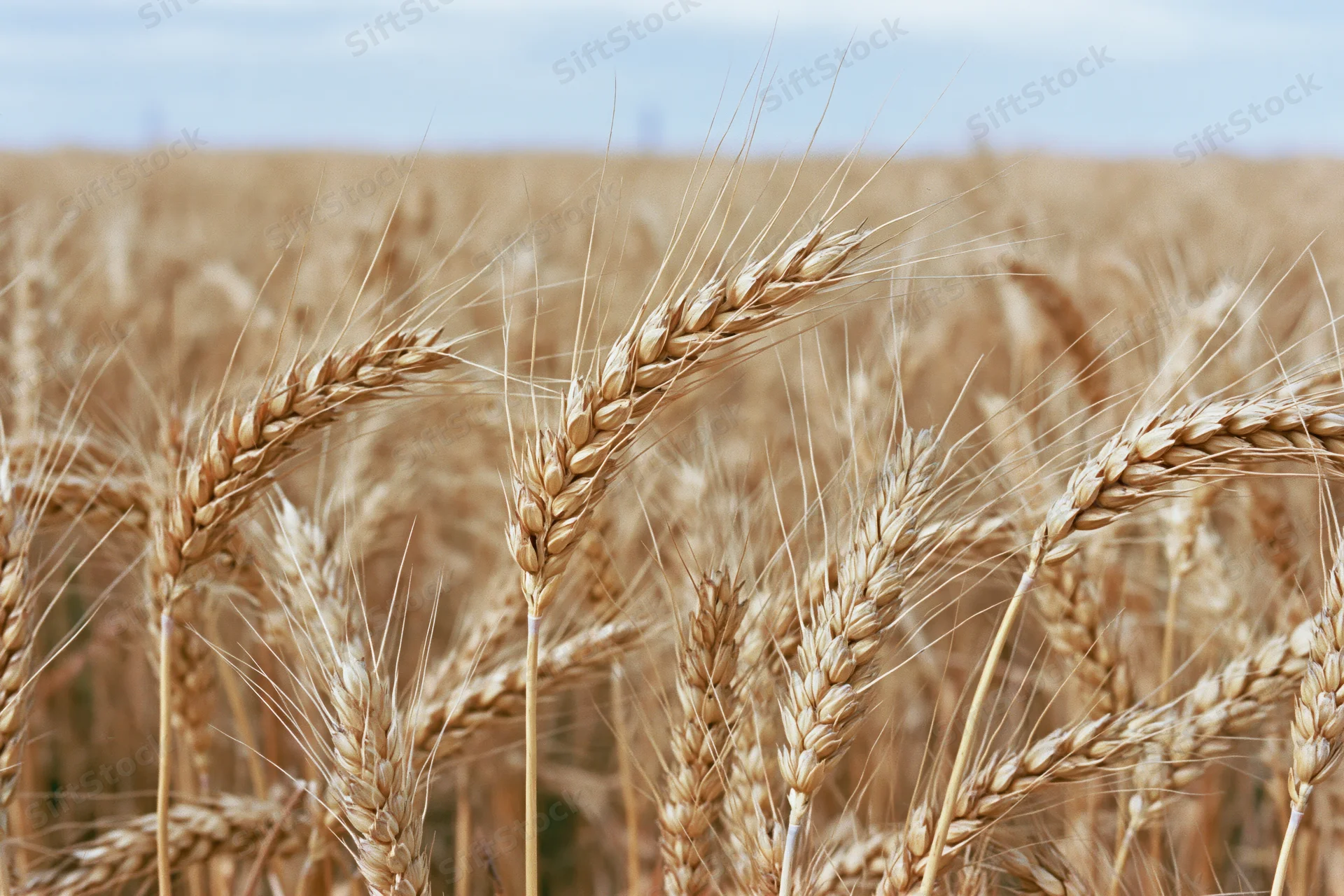 Ripe wheat stalks with golden heads filling the frame in a field