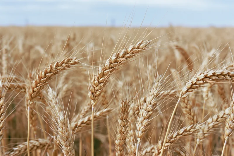 Ripe wheat stalks with golden heads filling the frame in a field
