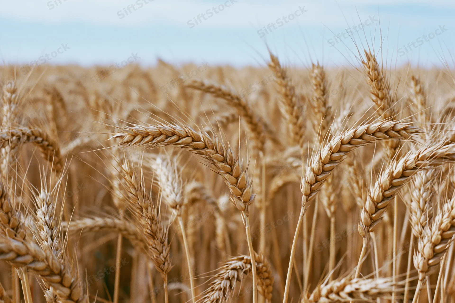 Ripe wheat stalks with golden heads filling the frame in a field