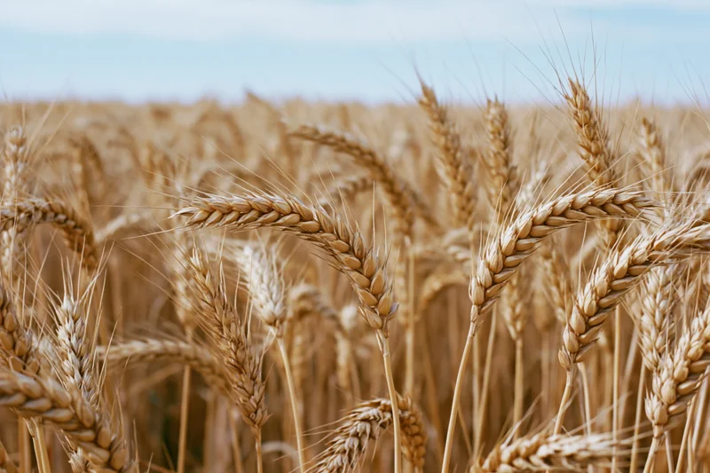 Ripe wheat stalks with golden heads filling the frame in a field