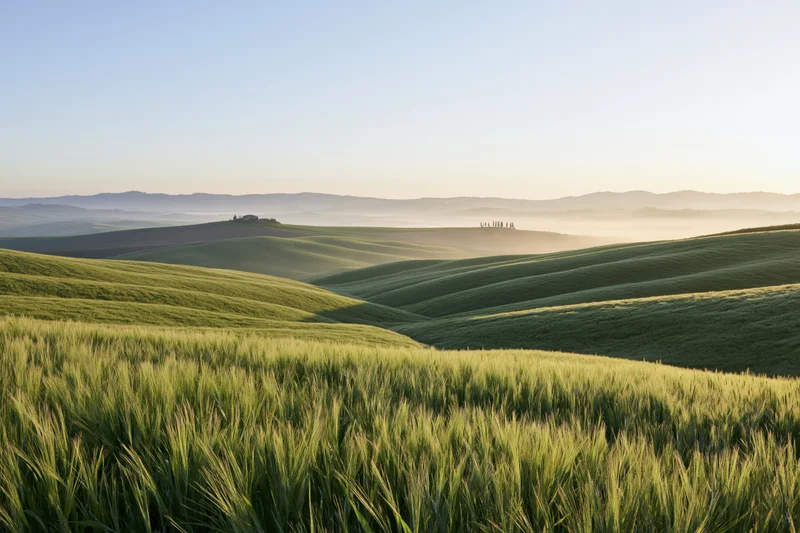 Rolling green wheat fields across tuscan hills at sunrise