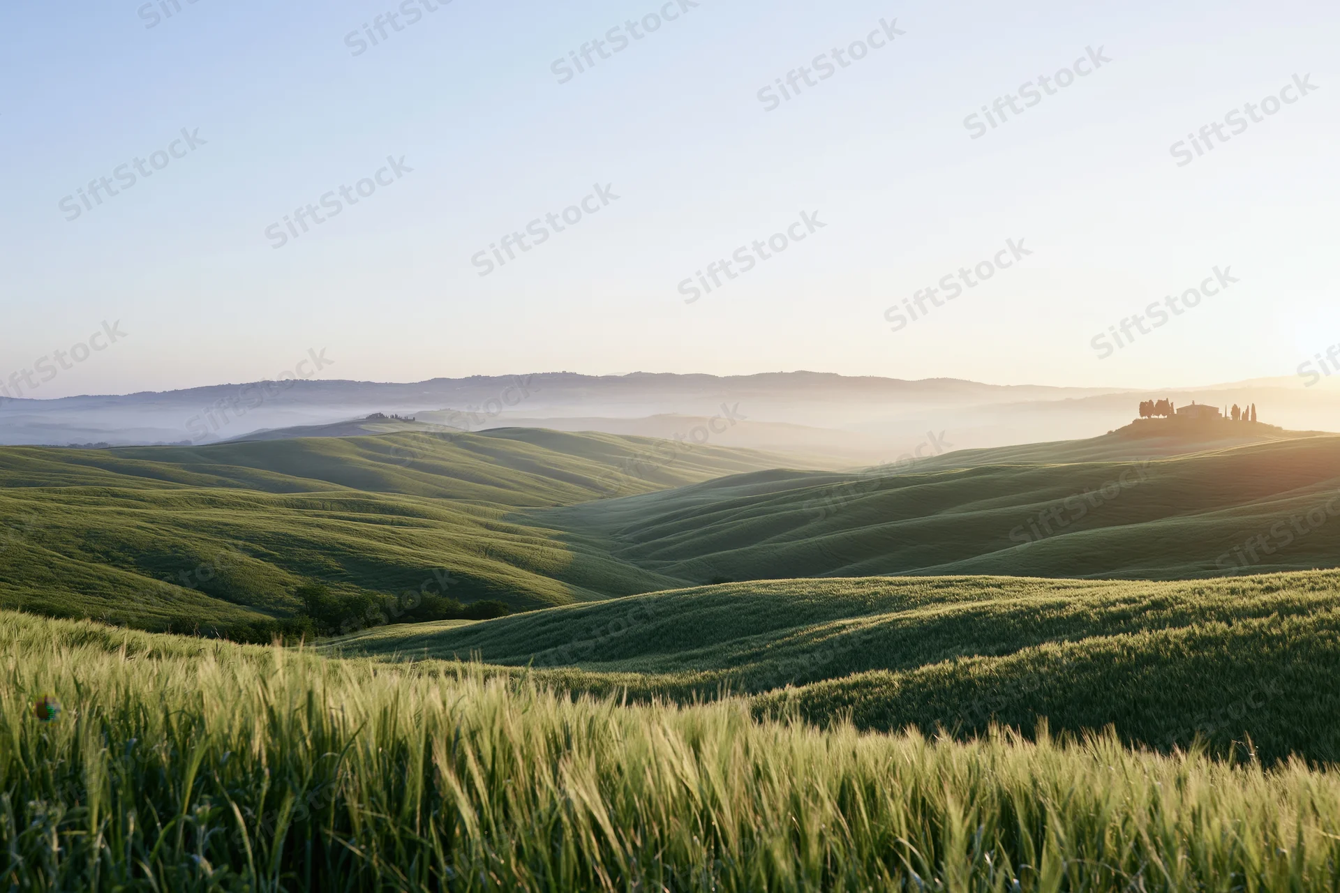 Rolling tuscan hills covered in green wheat fields at sunrise with mist in the valley