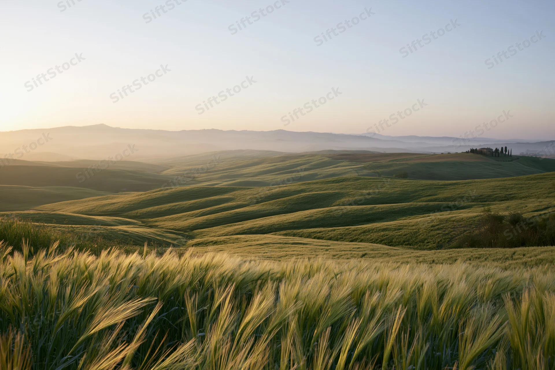 Rolling tuscan hills covered in green wheat fields at sunrise