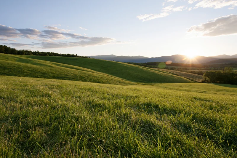 Rolling green meadow with gently curved hills under sunrise sky