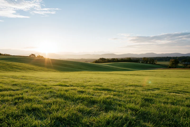 Rolling green meadow under morning sun with distant hills and trees in the background