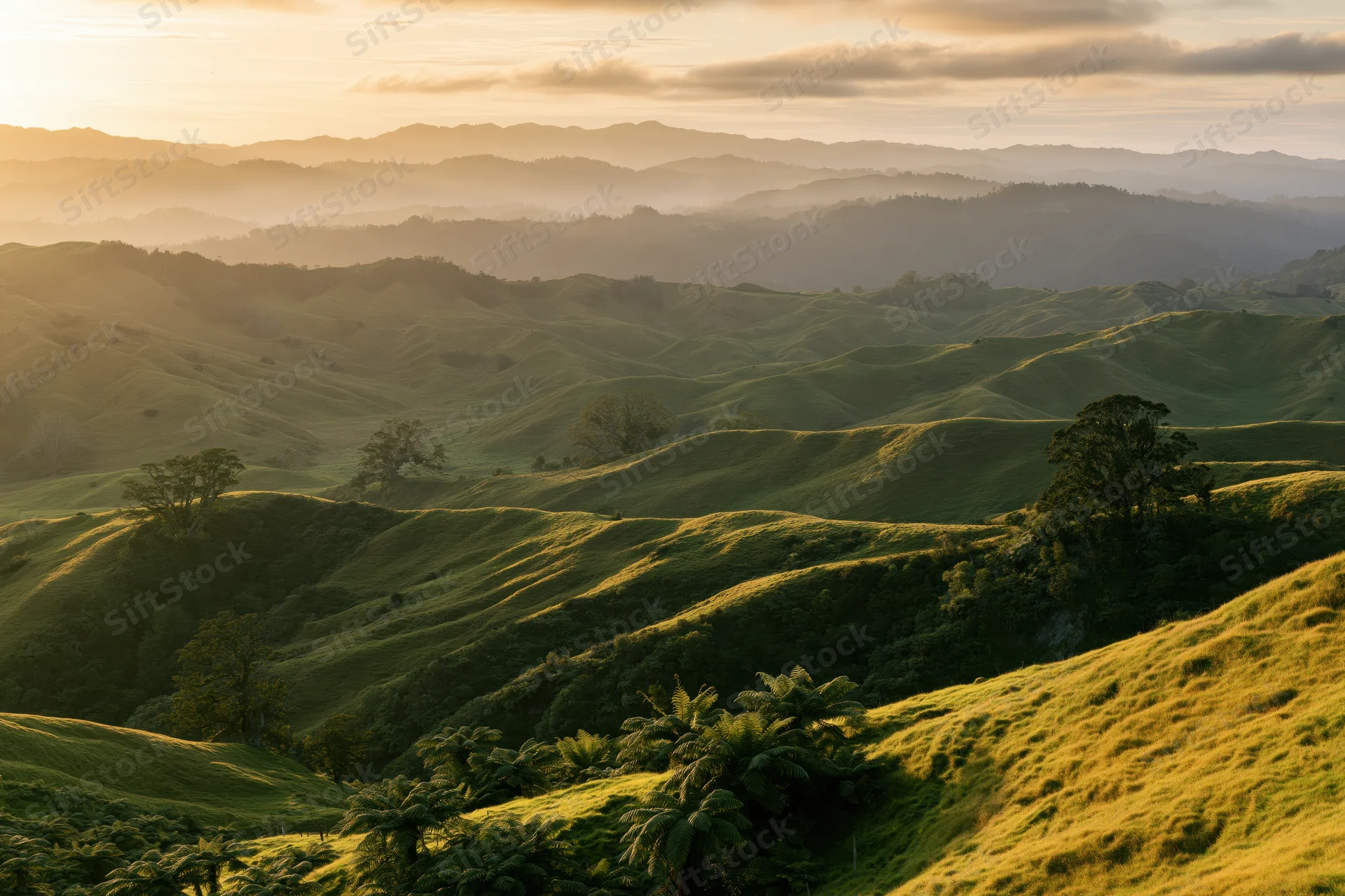 Rolling green hills under golden sunset light in rural countryside