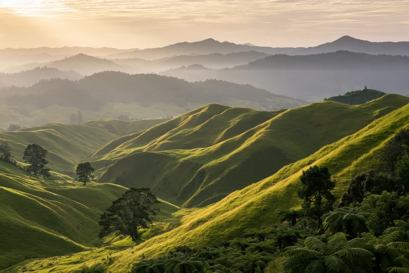 Rolling green hills under golden late afternoon light with scattered trees and ferns in a pastoral countryside landscape