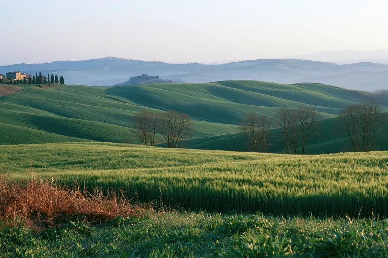 Rolling green wheat fields across undulating tuscan hills at dawn