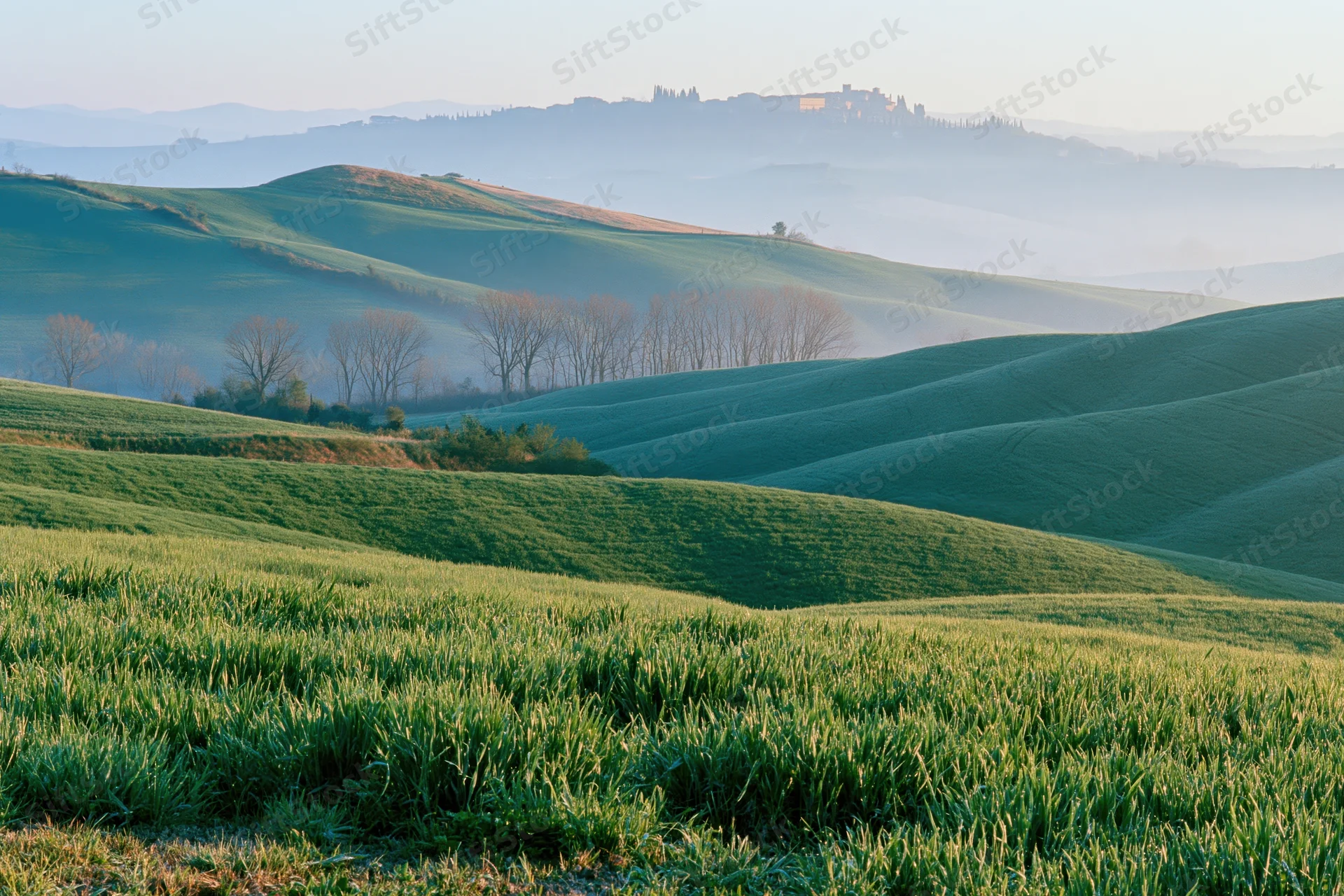 Rolling green wheat fields across undulating tuscan hills in morning light
