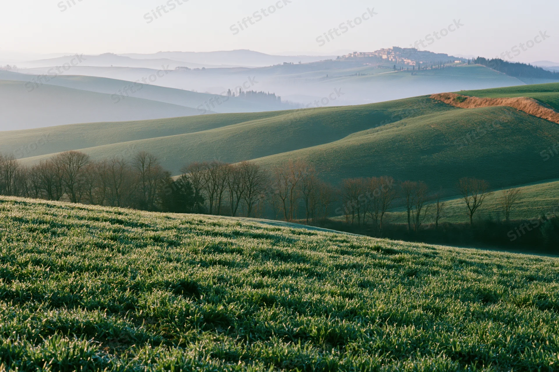 Rolling green wheat fields across undulating tuscan hills in morning mist