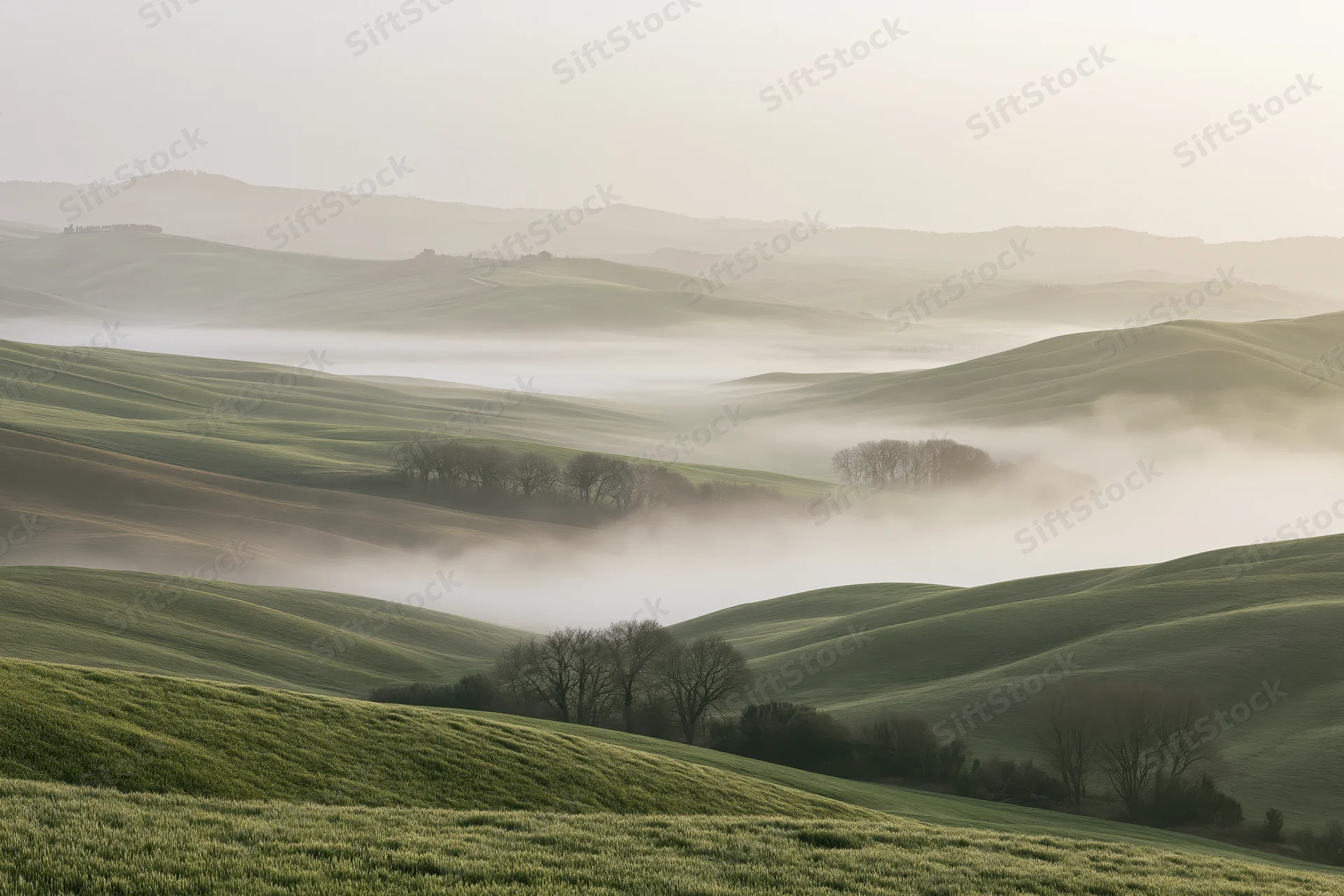 Rolling green wheat fields across soft tuscan hills in morning mist