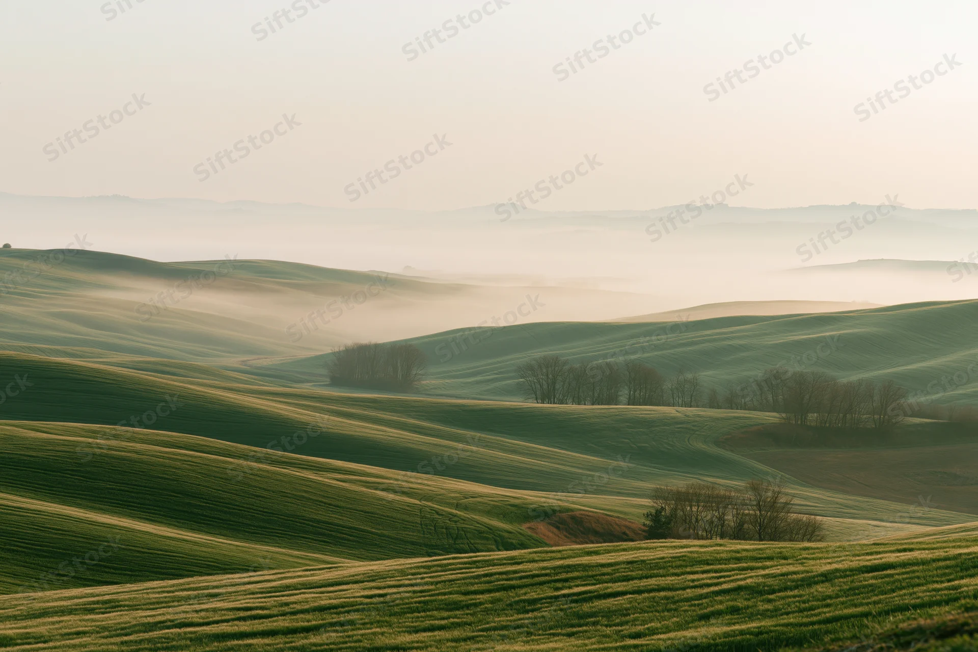 Rolling green wheat fields across soft Tuscan hills in morning mist