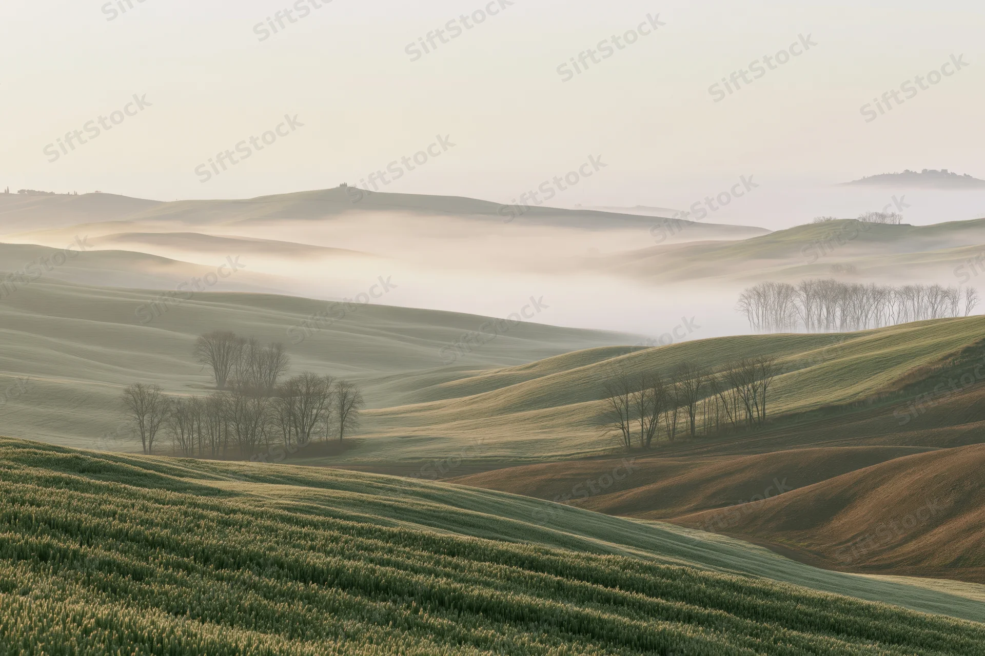 Rolling green wheat fields sweeping across soft tuscan hills at dawn with mist settling in the valleys