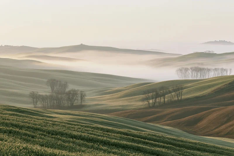 Rolling green wheat fields sweeping across soft tuscan hills at dawn with mist settling in the valleys