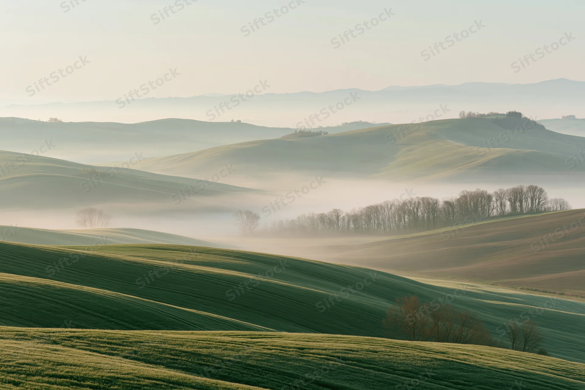 Rolling green wheat fields sweeping across soft tuscan hills in morning mist