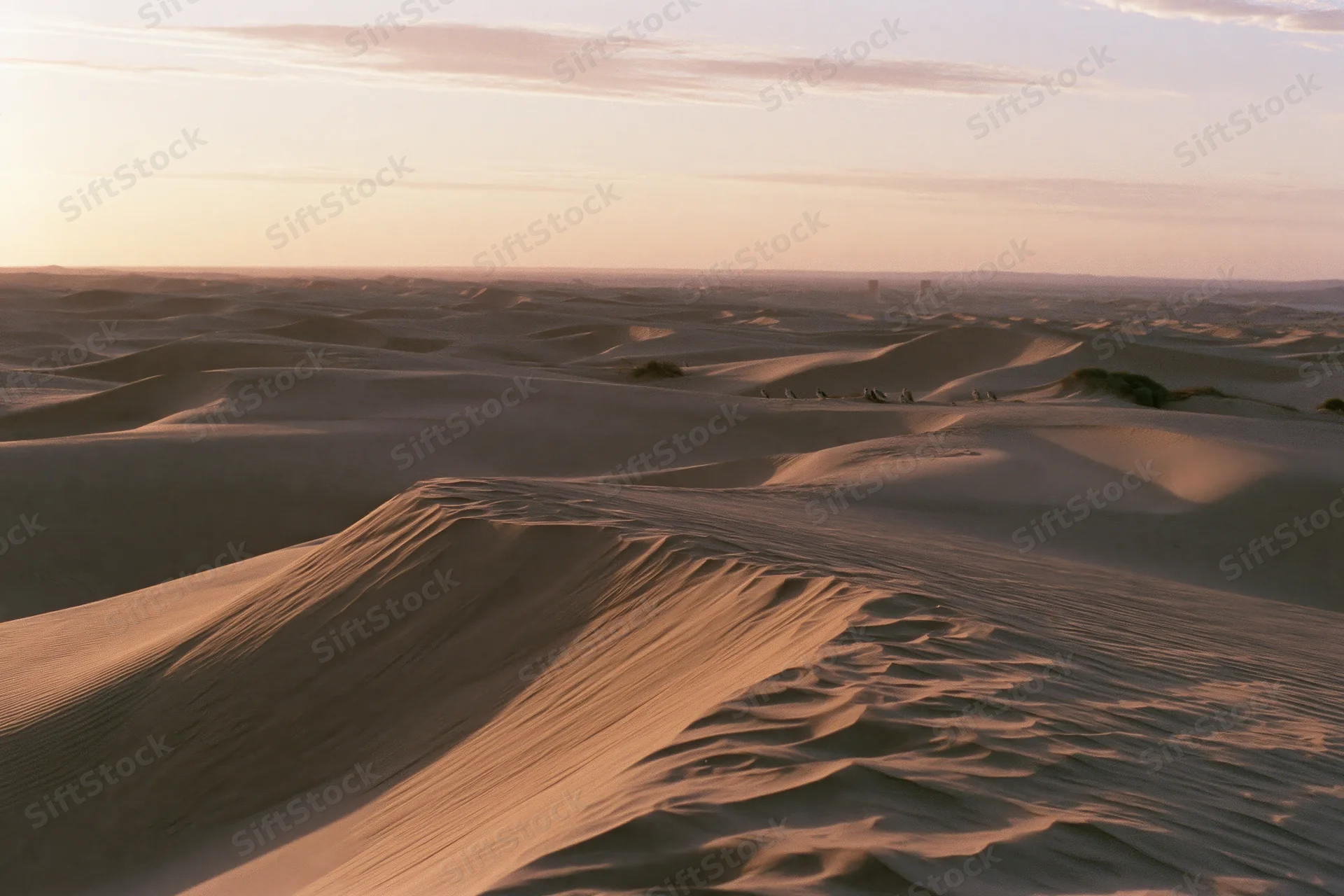 Rolling sand dunes stretching into the horizon in a wide desert landscape at sunset