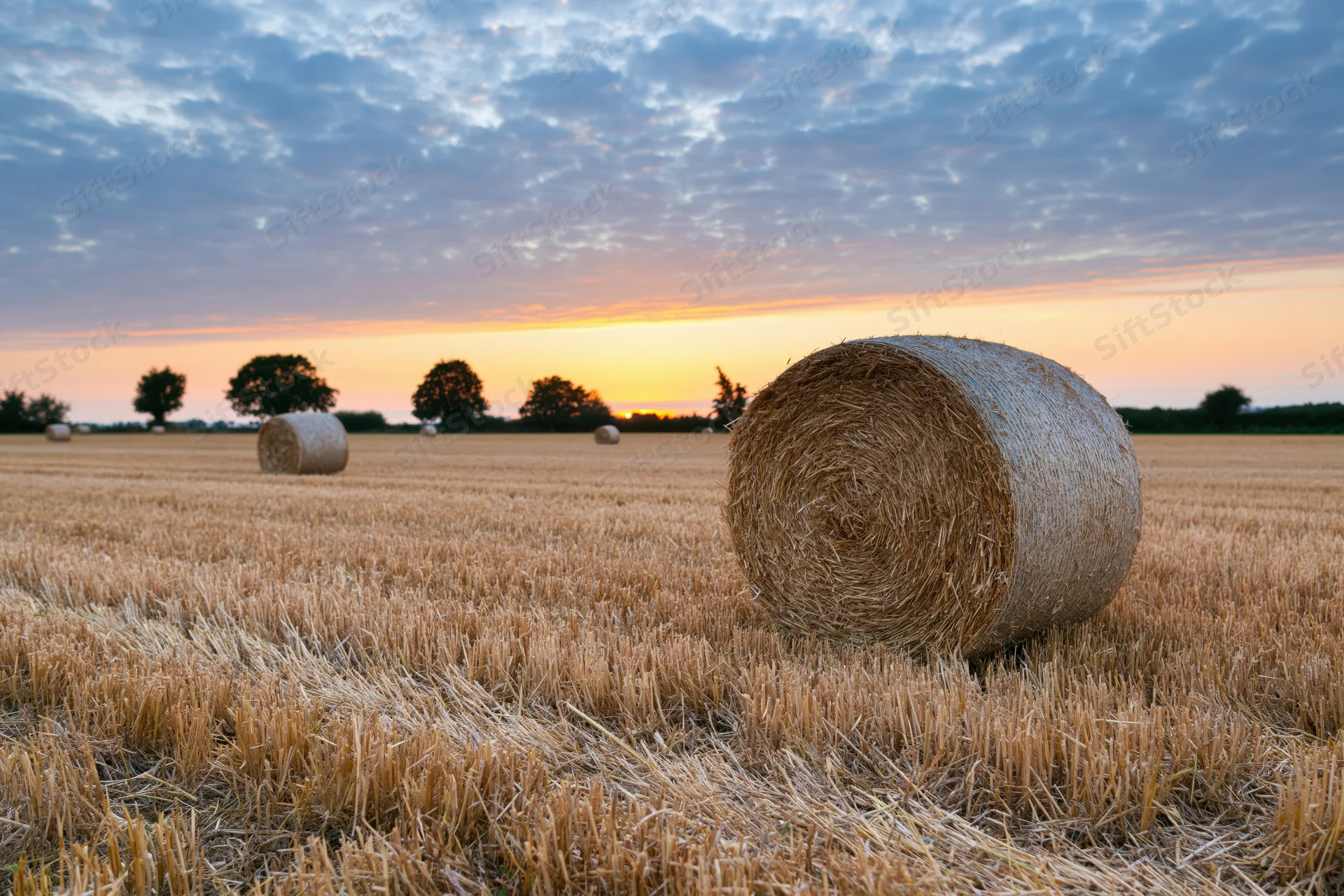 Round hay bales scattered across a harvested golden field at sunset
