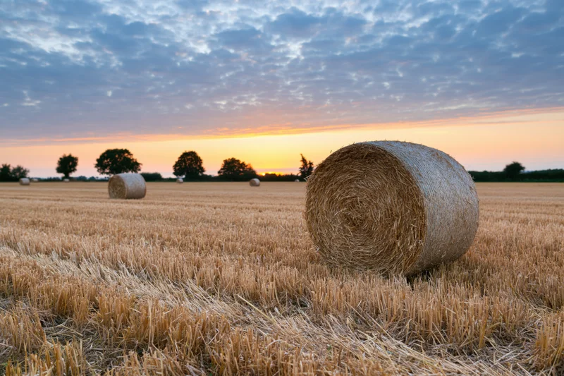 Round hay bales scattered across a harvested golden field at sunset