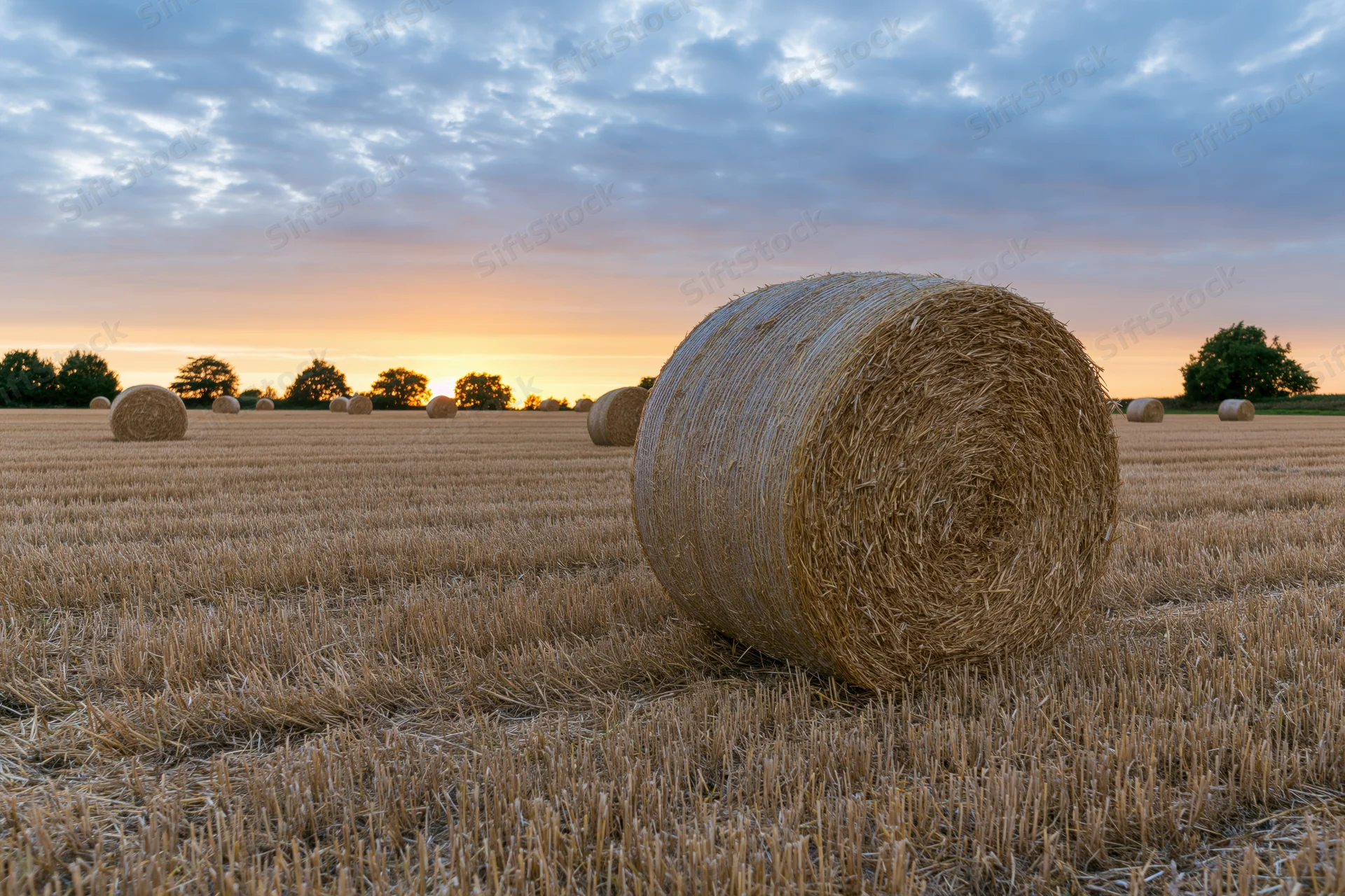 Round hay bales scattered across a harvested field at sunset